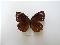 藏品(藍紋鋸眼蝶)的圖片